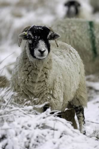 Farm Images